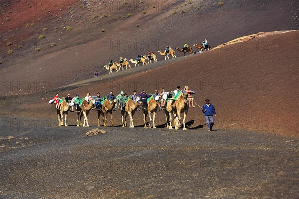 Guided camel tour for tourists