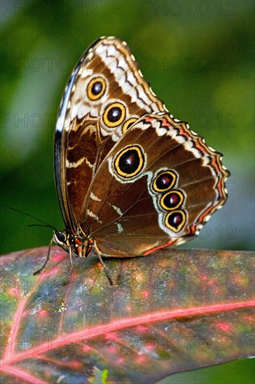 Butterfly Museum