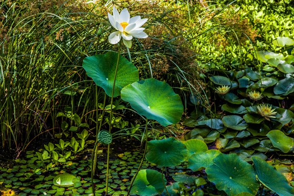 Water lilies and lotuses