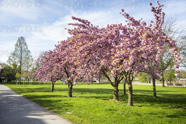 Cherry blossom at Bilderberg Hotel Bellevue on the banks of the Elbe in Neustadt