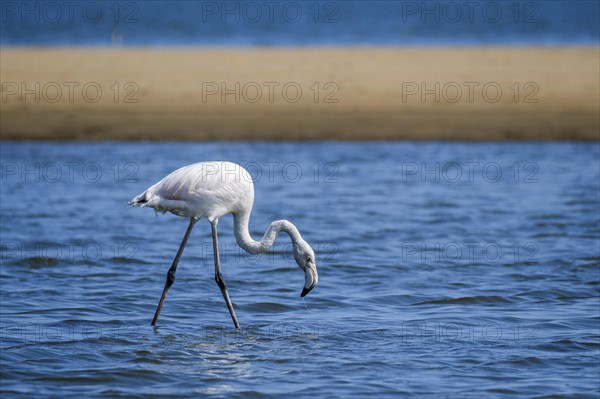 Greater Flamingo (Phoenicopterus roseus) (Phoeniconaias minor) eating in shallow water. Etosha National Park