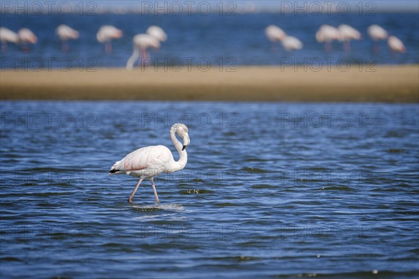 Greater Flamingo (Phoenicopterus roseus) (Phoeniconaias minor) walking in shallow water. Etosha National Park