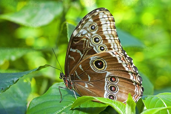 Butterfly Museum