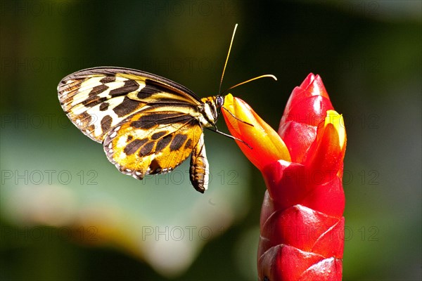 Butterfly Museum