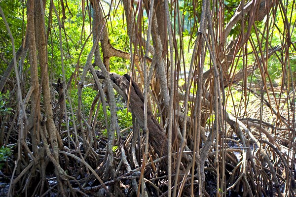 Mangroves in Ding Darling National Wildlife Refuge/ mangrove in Ding Darling National Wildlife Refuge