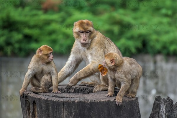 Barbary macaque