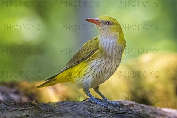 Eurasian golden oriole (Oriolus oriolus) female in sunlit floodplain forest