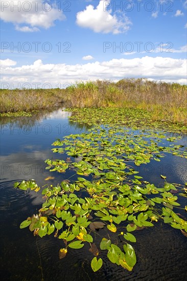 Anhinga Trail