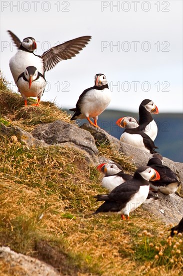 Puffins