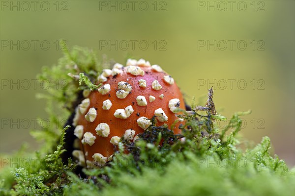 Fly agaric (Amanita muscaria)