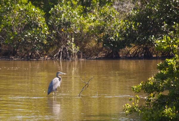 Heron at Ding Darling National Wildlife Refuge/ heron