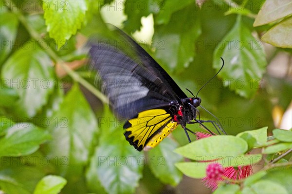 Butterfly Museum