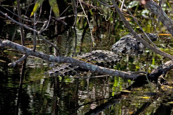 Alligator in swampland