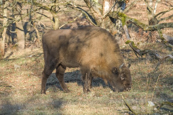 Bison or european bison (Bos bonasus)