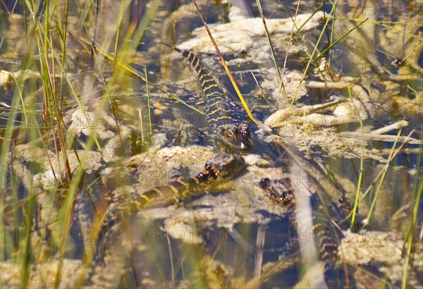 Mini alligators in the swampland