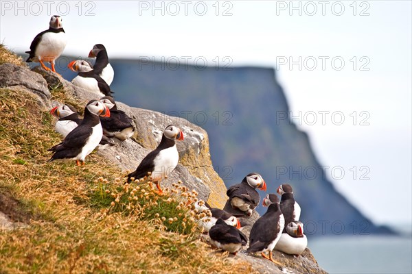 Puffins