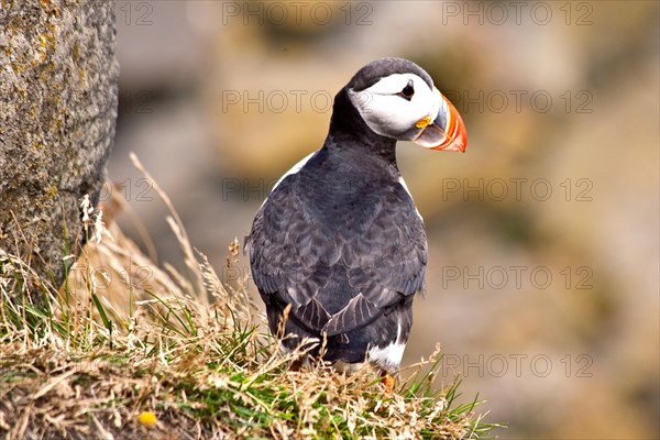 Puffins