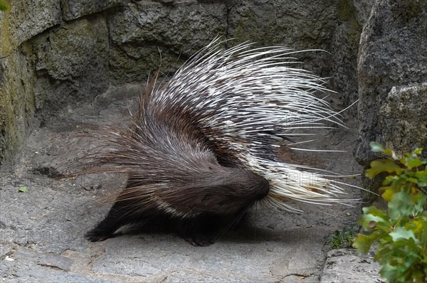 White-tailed porcupine