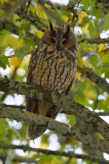 Long-eared owl (Asio otus)