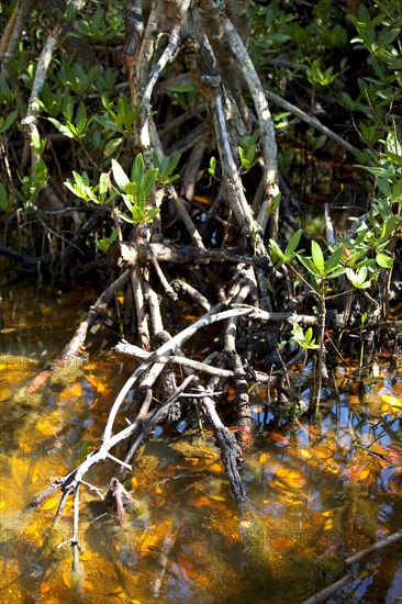 Mangroves in Ding Darling National Wildlife Refuge/ mangrove in Ding Darling National Wildlife Refuge