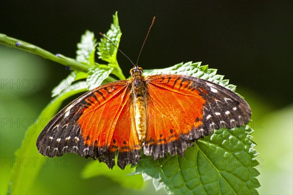 Butterfly Museum