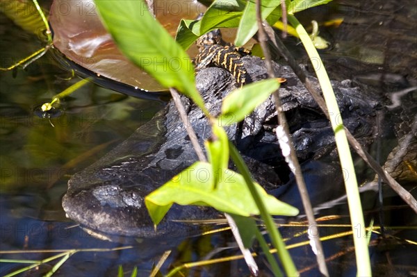 Alligator in swampland