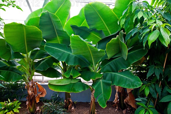 World's northernmost banana tree in Hverageroi