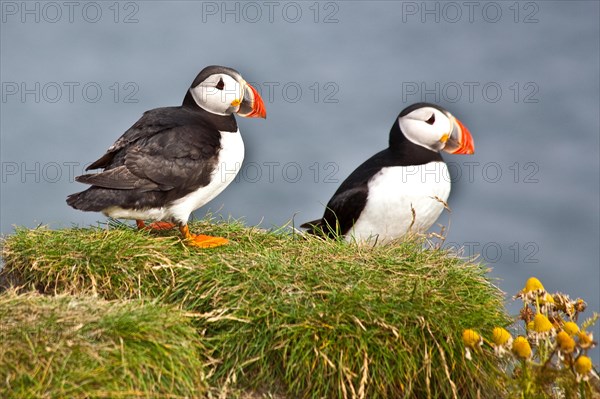 Puffins