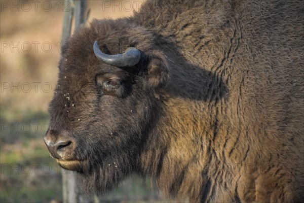 Bison or european bison (Bos bonasus)