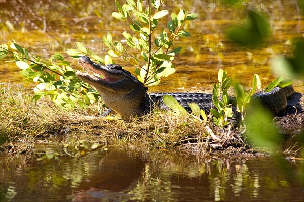 Alligator at Ding Darling National Wildlife Refuge/ alligator