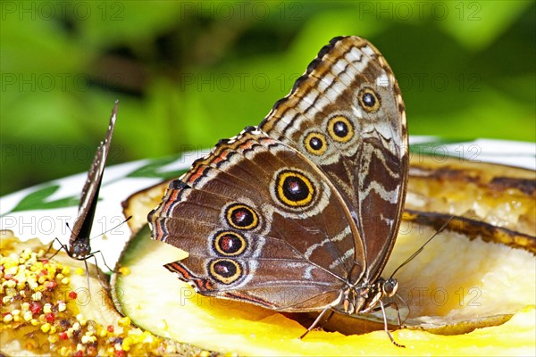 Butterfly Museum