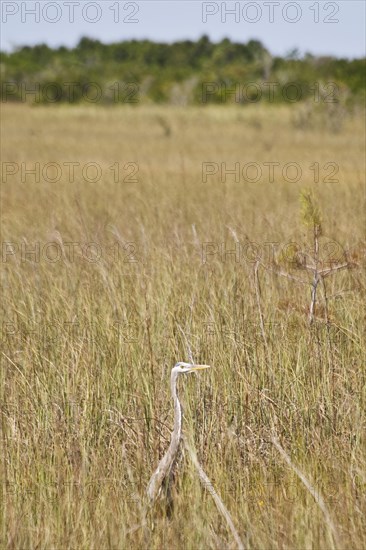 Egret in swampland