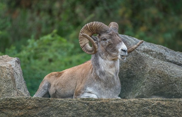 Marco Polo sheep (Ovis ammon polii)