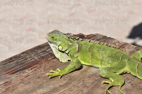 Coloured iguana on the beach