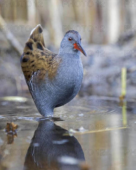 Water rail (Rallus aquaticus) foraging on the edge of reeds