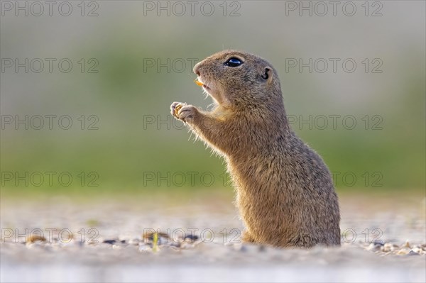 European ground squirrel (Spermophilus citellus) foraging