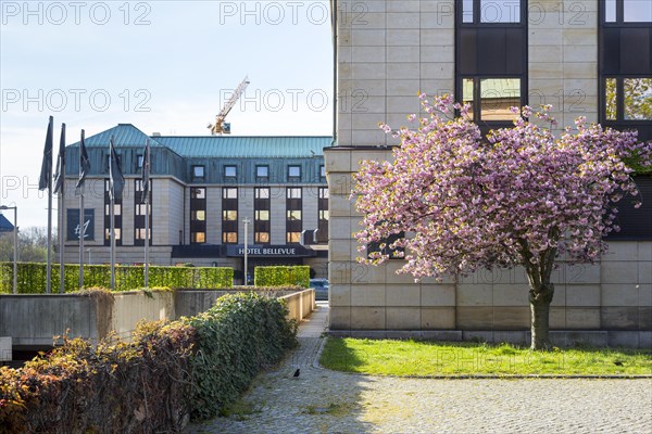 Blossoming cherry tree