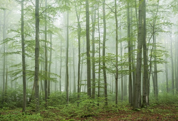 Near-natural old beech forest with morning mist