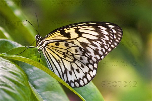 Butterfly Museum