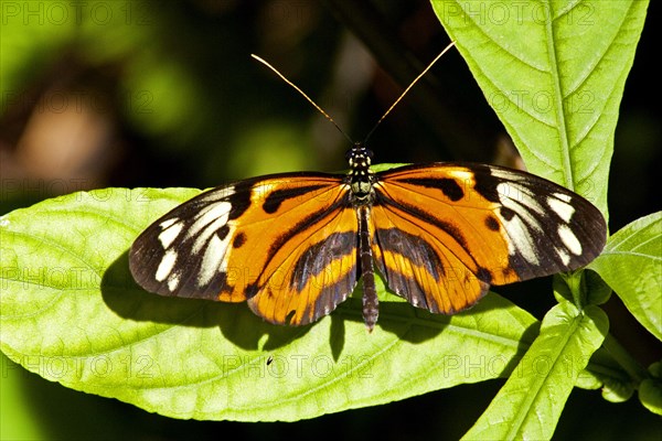 Butterfly Museum