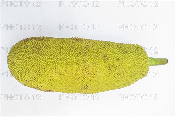 Jackfruit (Artocarpus heterophyllus) isolated on white background