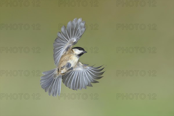 Willow tit (Parus montanus) in flight