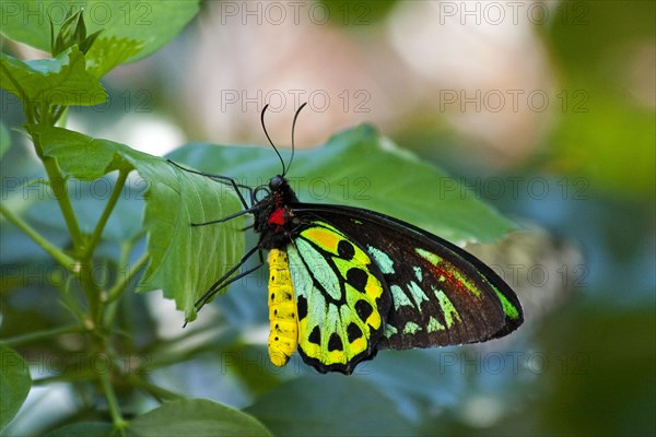 Butterfly Museum