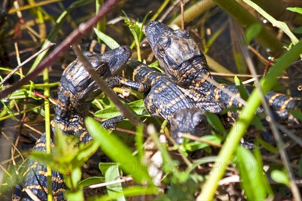 Mini alligators in the swampland