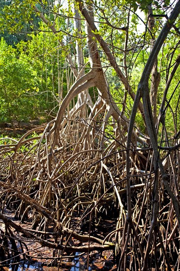 Mangroves in Ding Darling National Wildlife Refuge/ mangrove in Ding Darling National Wildlife Refuge