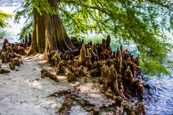 Subtropical Botanical Garden on the Brissago Islands in Lake Maggiore