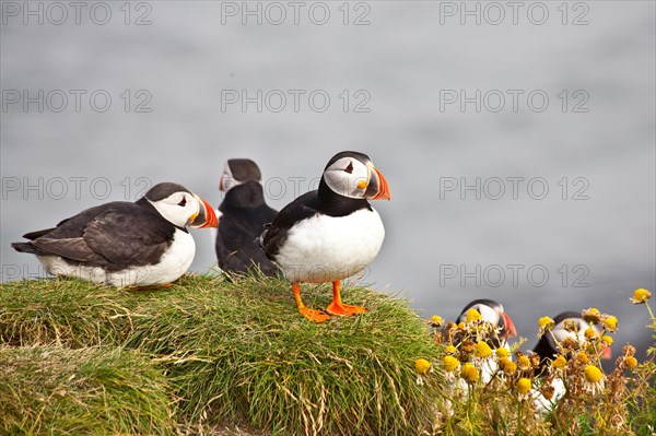 Puffins