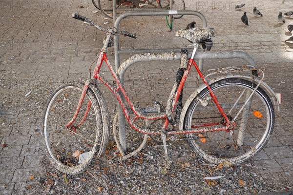 Pigeon droppings on bicycle