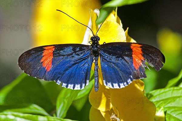 Butterfly Museum