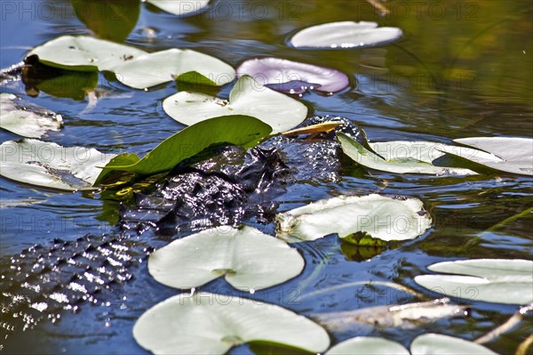 Alligator in swampland